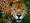 Mini_el_jaguar_agoniza_en_el_istmo_de_tehuantepec__1_
